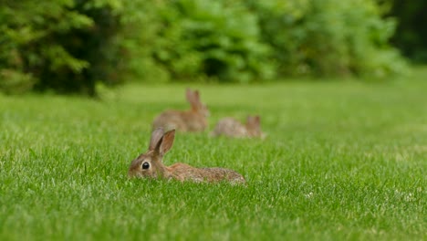 3-Niedliche-Wildkaninchen,-Die-Auf-Einem-Feld-Mit-Leuchtend-Grünem-Gras-Fressen,-Statisch