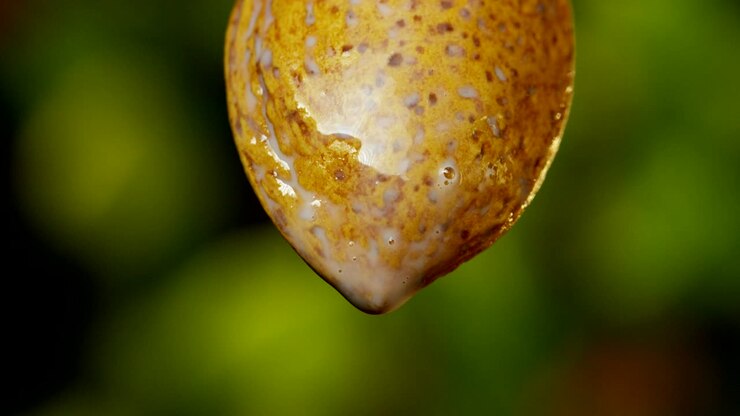 Close up or macro of an almond, a great result for the vegetarian and vegan, which also gets the almond milk, excellent for moisturizing the skin of the body.