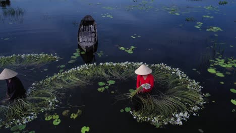 Women-working-to-harvest-water-lilies-working-waste-deep-in-water-in-traditional-clothes-in-the-Mekong-Delta,-Vietnam-taken-from-aerial-view