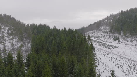 Drone-Aéreo-A-Través-De-La-Caída-De-Nieve-Sobre-Pinos,-Paisaje-Invernal-Cubierto-De-Nieve