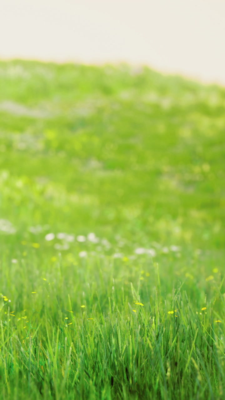 Lush green grass gently sways in the warm sunlight of a peaceful afternoon