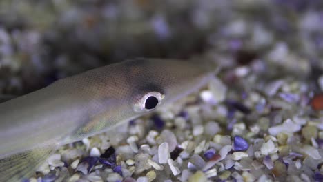 close up shot of a beaked sandfish resting on the ocean floor