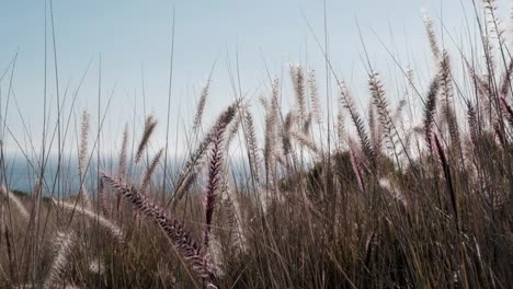grass reeds swaying in the breeze