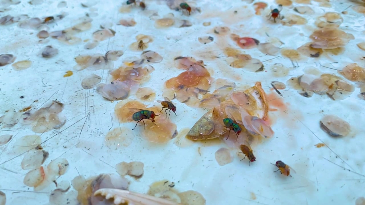 Mosca carnaria posata tra scaglie di pesce sparse e scarti di frutti di mare - inquadratura statica.