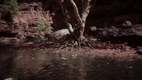 el gran cañón y el río colorado