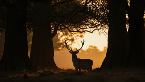majestic stag stands gracefully silhouetted against a golden sunset, framed by towering trees, capturing the serene beauty of nature and wildlife in a tranquil forest setting