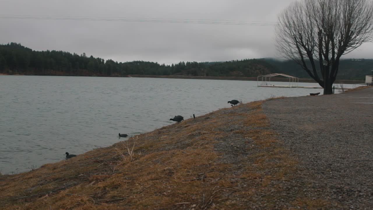 Group of ducks jumping into a lake