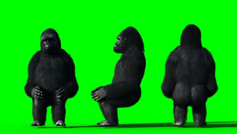 el gorila gracioso, el pelaje realista, la animación en pantalla verde.