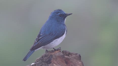 the ultramarine flycatcher, also known as the white-browed blue flycatcher, a winter migrant to thailand, is very friendy to people