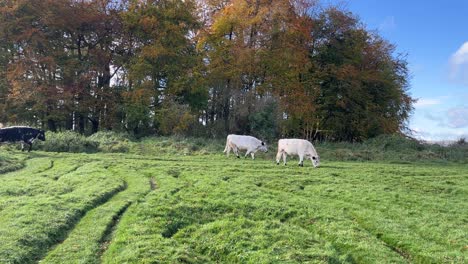 cinematic-video-of-a-group-of-large-and-big-milk-cows-walking-through-small-crators-in-the-english-counrtyside