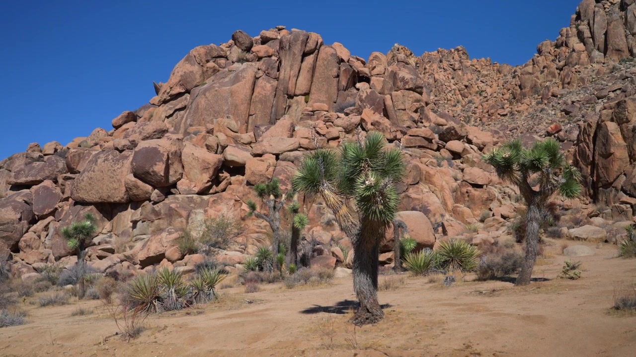 Joshua Tree Nationalpark Californien yuccapalme San Bernardino County Mojave Colorado-ørkenen 49 Palms højlys dag solrig levende blå himmel efterår vinter barskt klippelandskab panorering mod venstre langsom bevægelse