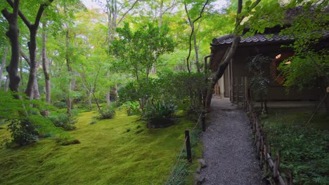 many buddhist temples in japan are surrounded by a moss that is cultivated and cared for with extreme care