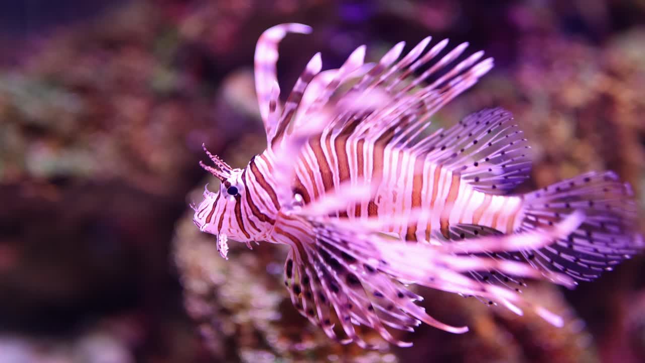 Lionfish Underwater
