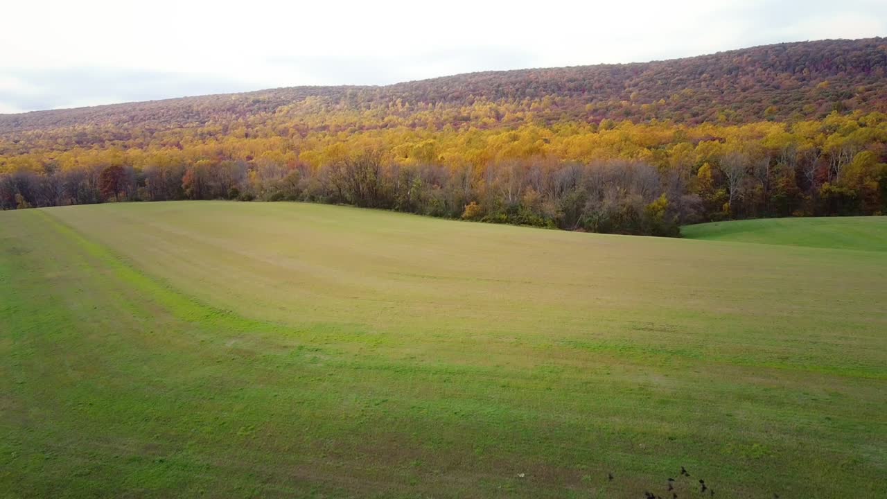 increíble retroceso aéreo de un bosque de hojas de otoño en hamburgo, pa sobre un camino con un murmullo de pájaros negros girando sobre el campo
