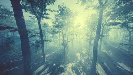 FPV-Drohne-Schlängelt-Sich-Durch-Hohe-Bäume-In-Einem-Wald