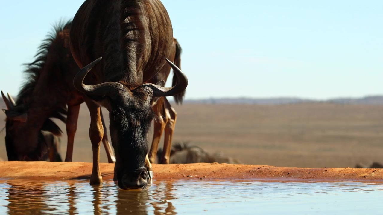 Frontalt POV over vannhull av blå gnu som drikker vann på viltfarm