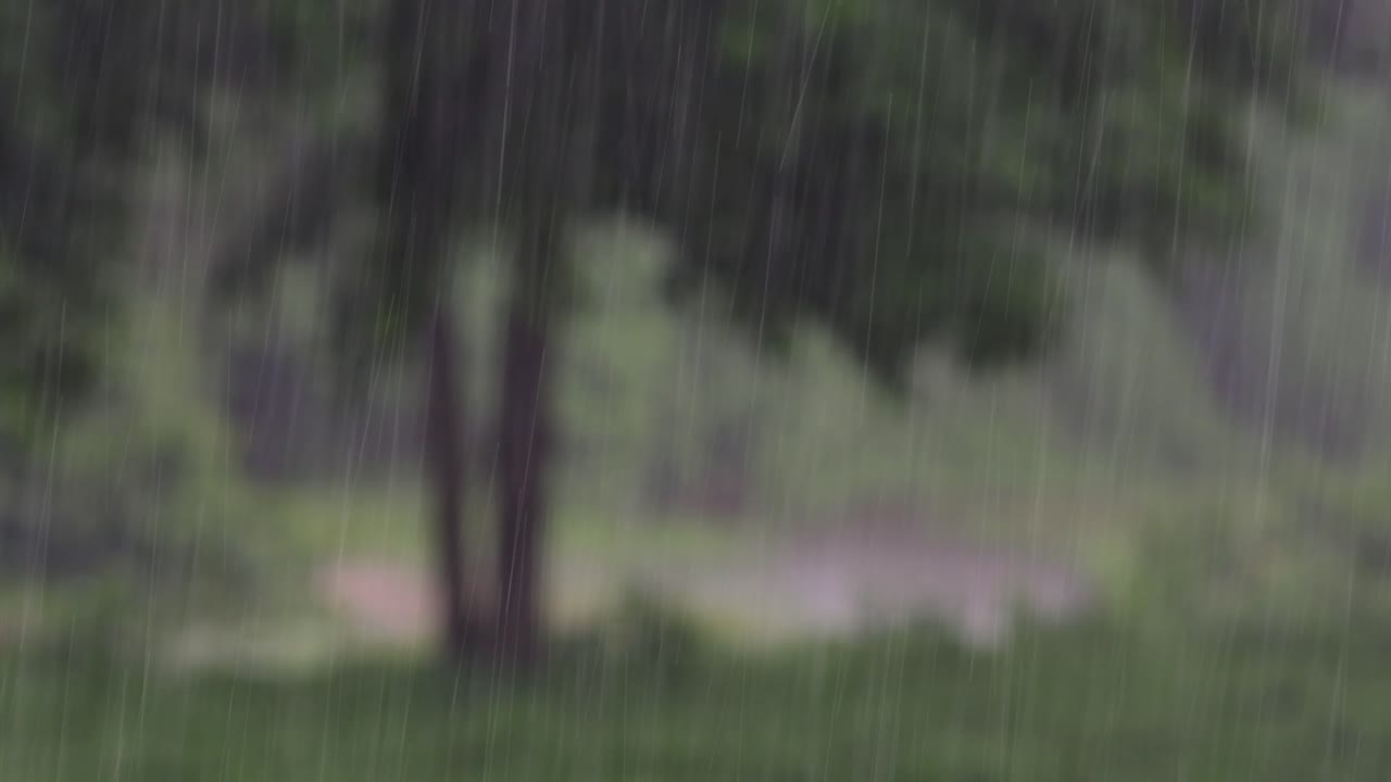 Rain comes in the jungle anytime and one must enjoy the most out of it