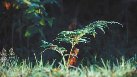 a close-up tilt-shift shot of the ferns on the lush meadow