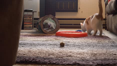 Adorable-Young-Cat-Plays-Fetch-With-Spiral-Cat-Toy,-Kitten-Walks-Towards-Camera-Carrying-Spring-Toy