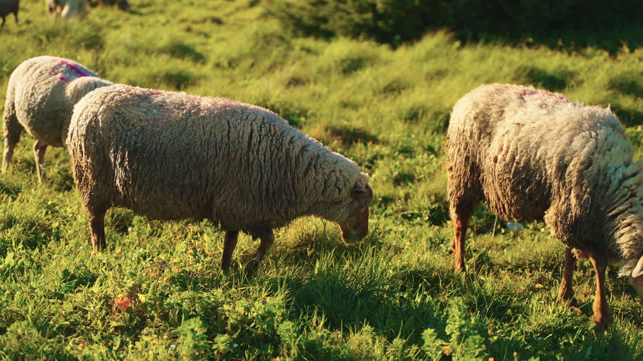 Ovejas pastando en un campo