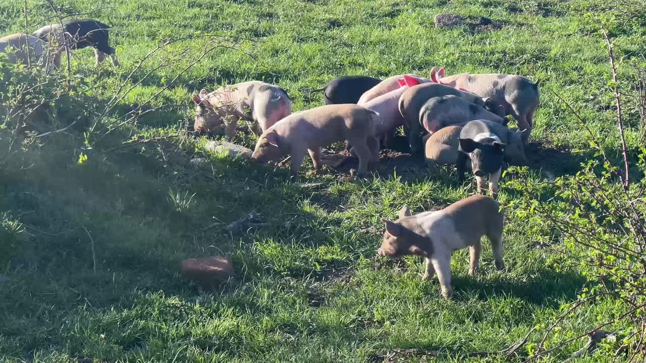 A close up of a group of baby pigs of all colours as they are eating grass on a green field at golden hour.