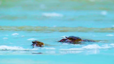 two crabs on sandy beach with waves splashing