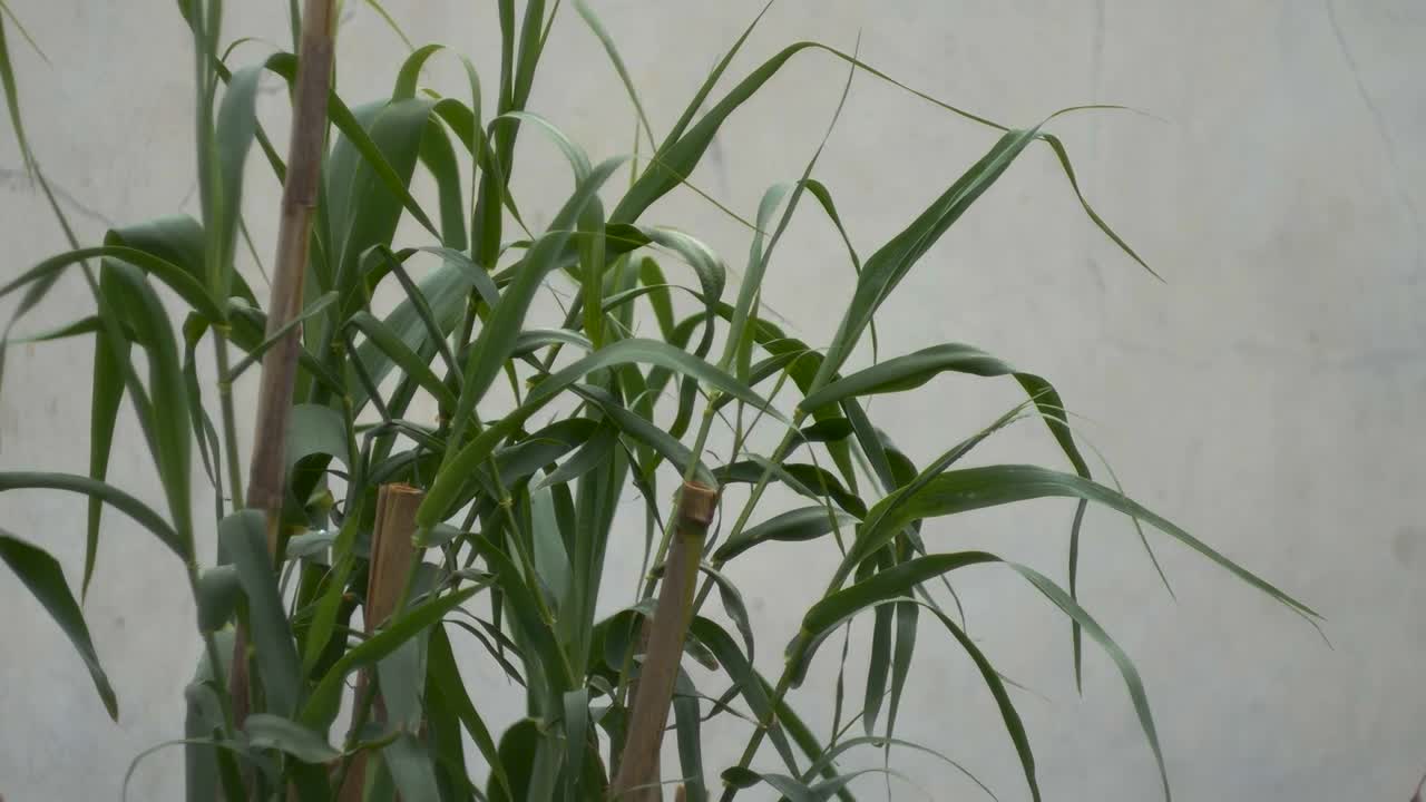el viento sopla y mueve las cañas en el jardín