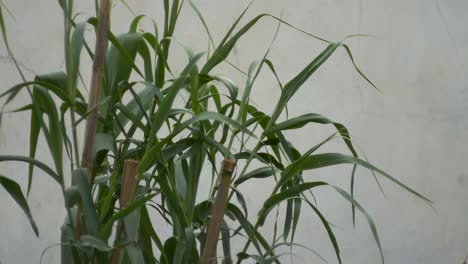 the wind blows and moves the canes in the garden