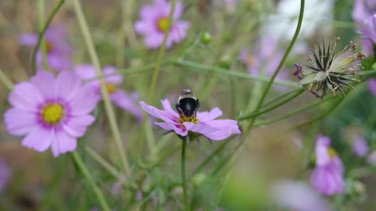 trabajador de abejas en cámara lenta recogiendo polen y volando de flor rosa a flor de manzanilla