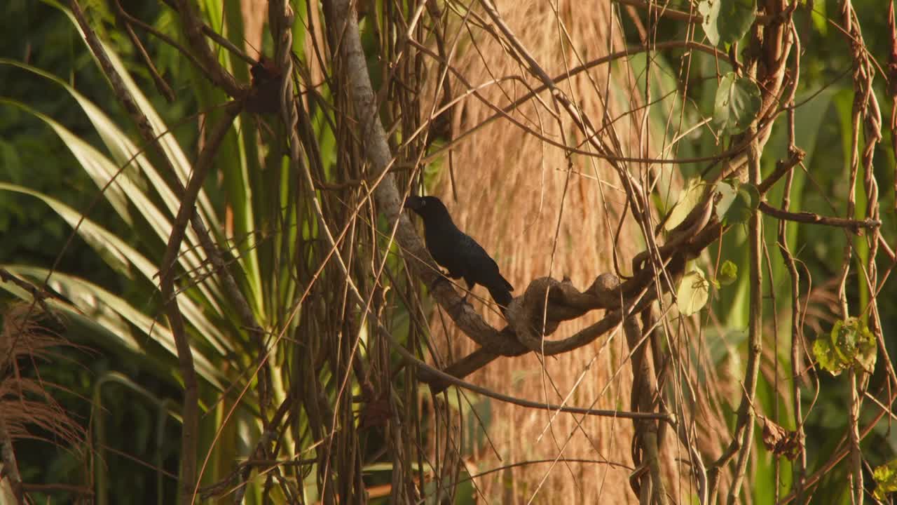 A Greater Ani perches gracefully on a woody vine in Peru’s rainforest, its glossy feathers gleaming softly.