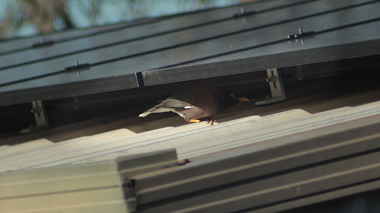 Bird Perched on a Roof with Solar Panels