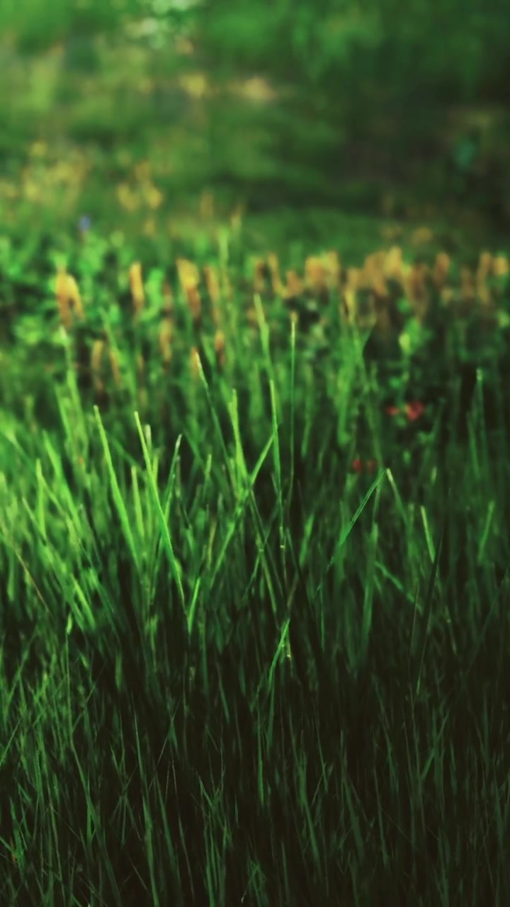 Erba verde vibrante con fiori dorati che danzano nella brezza leggera