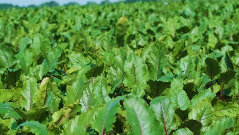 red beetroots, organic beets with leaves on soil background