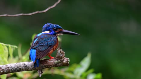 The-Blue-eared-Kingfisher-is-a-small-Kingfisher-found-in-Thailand-and-it-is-wanted-by-bird-photographers-because-of-its-lovely-blue-ears-as-it-is-a-small,-cute-and-fluffy-blue-feather-ball-of-a-bird