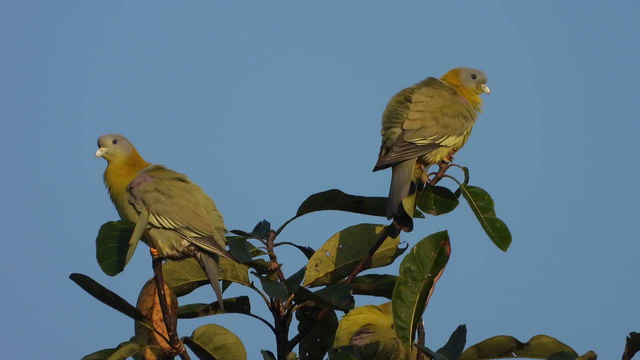 Pin-tailed Green Pigeon in tree .