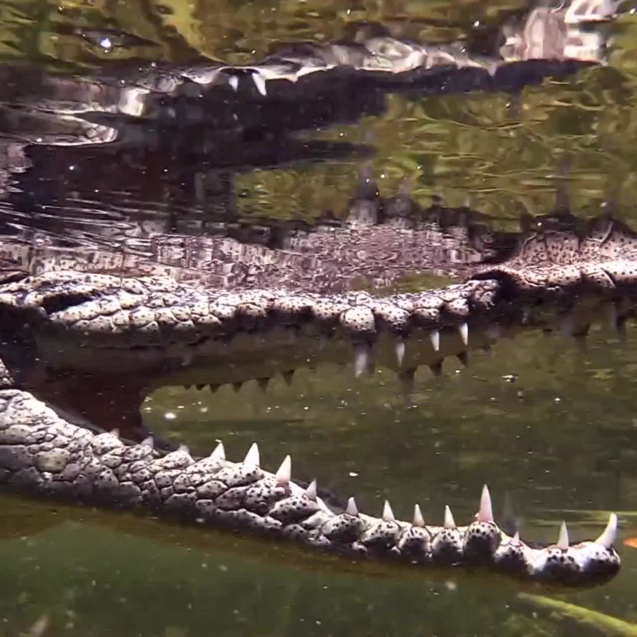 notable foto de un caimán nadando bajo el agua 2