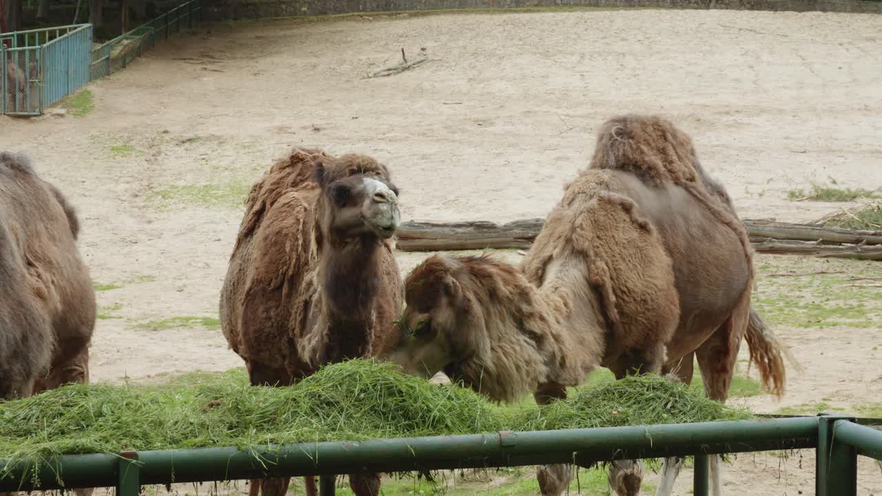 dromedarios alimentando hierba en el zoológico de gdansk, polonia