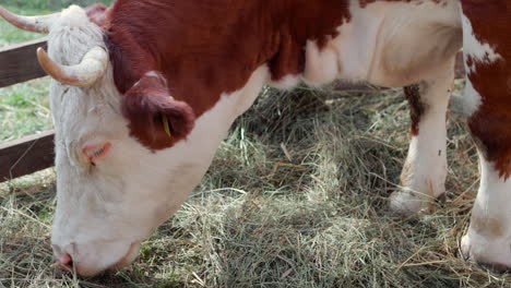 ganado manchado húngaro pastando en heno y hierba, cerca de la cabeza, ángulo alto