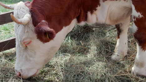 hungarian spotted cattle grazing on hay and grass, close up of head, high angle