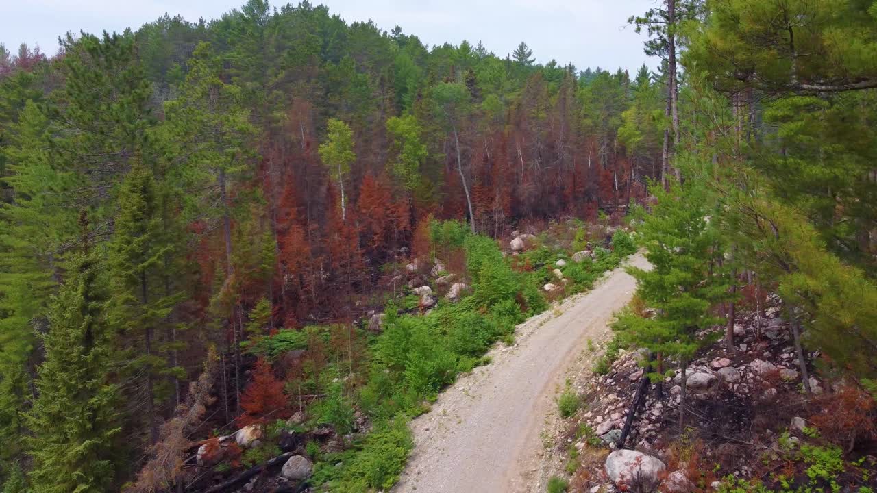 캐나다 의 다채로운 소나무 숲 에 있는  비어 있는  도로 의 공중 촬영