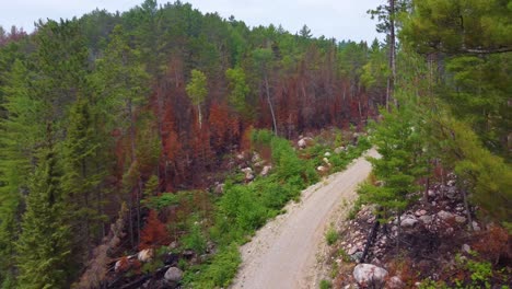 aerial forward shot of empty dirt road in colorful pine dense forest canada