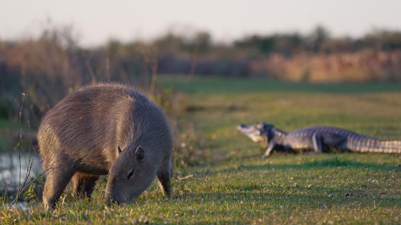 Capybara and caiman together in muddy wetland, alert and cautious stance, grazing at golden hour
