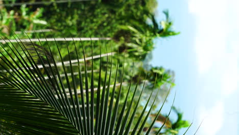 Tropical-Windmill-Palm-Trees-;-Outdoor-Vertical-Shot