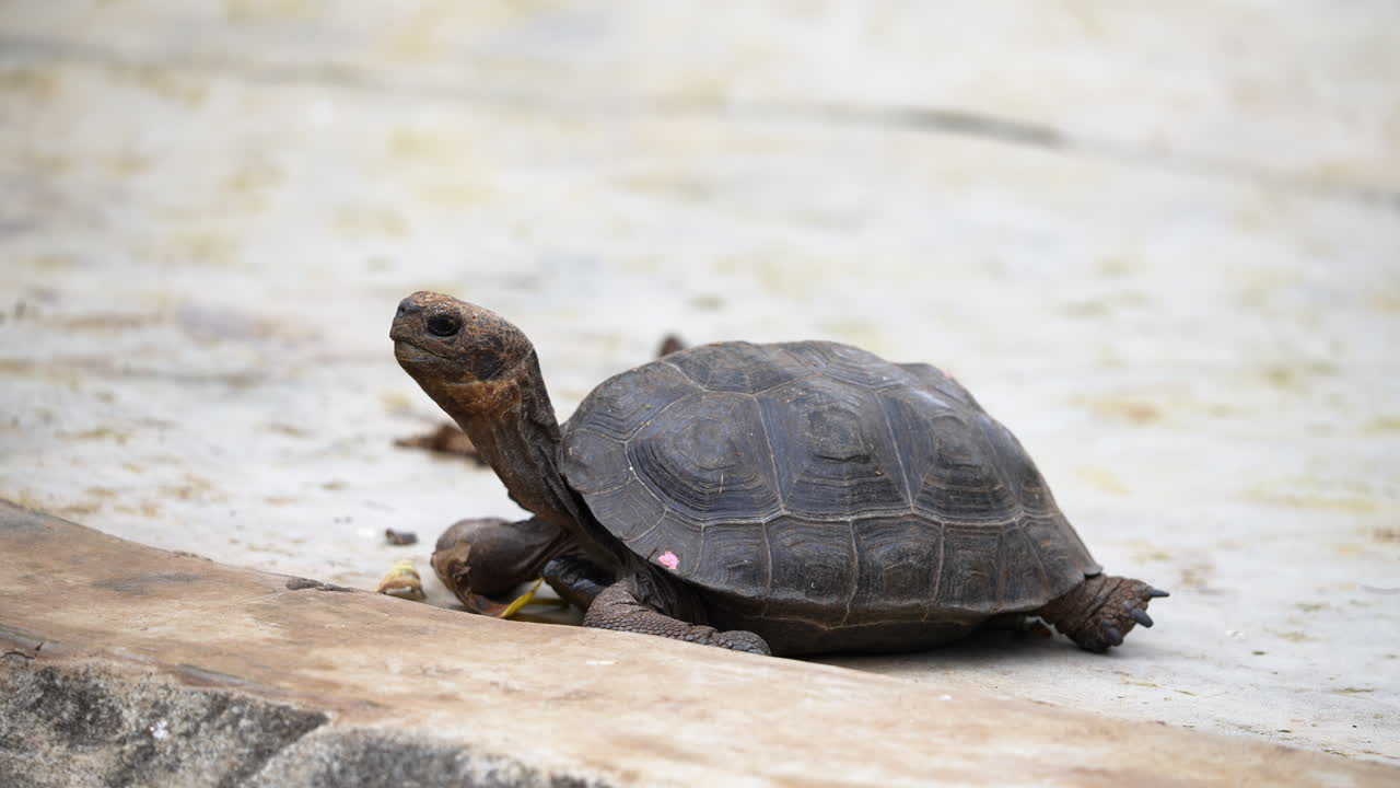 View Of Small Baby Galapagos Tortoise At Charles Darwin Research Station On Santa Cruz Island