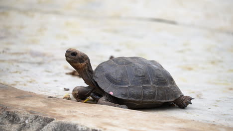 vista de la pequeña tortuga bebé de galápagos en la estación de investigación charles darwin en la isla santa cruz