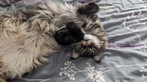 cute cat reclines gracefully in playful upside-down pose on bed