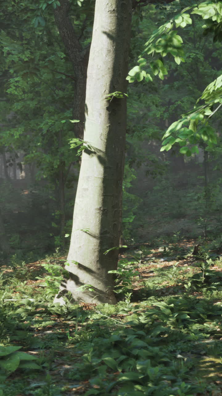 빛 이 울창 한 숲 의 나무 들 을 가로질러 필터링 하고 있다