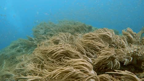 long brown soft coral waving like long hair or dreadlocks in the ocean current with small juvenile fish swimming around just above the coral