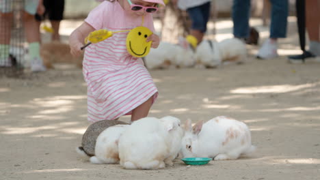 Entzückendes-Kleines-Mädchen-Streichelt-Kaninchen,-Während-Hasen-Futter-Fressen,-Das-Auf-Anseong-Ackerland-Gefüttert-Wird,-Tierfütterungserlebnis-Für-Kinder