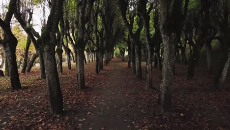 Sendero-Que-Atraviesa-Un-Bosque-De-Tilos-De-Aspecto-Místico